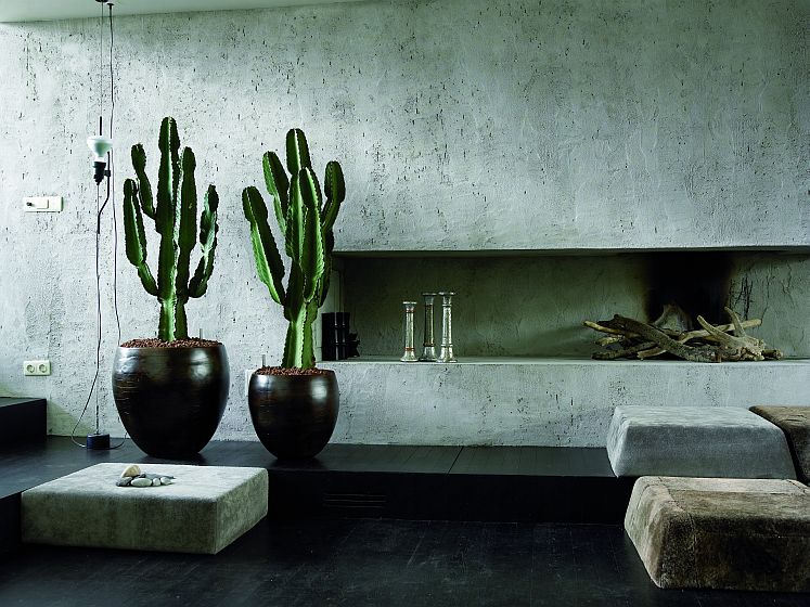 Succulents and cacti for interiors by VKV Visuals