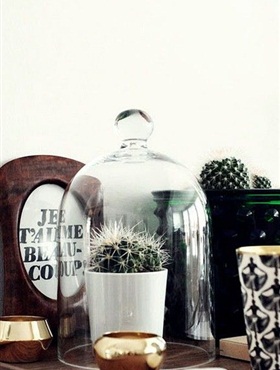 Prickly cactus under a glass cloche