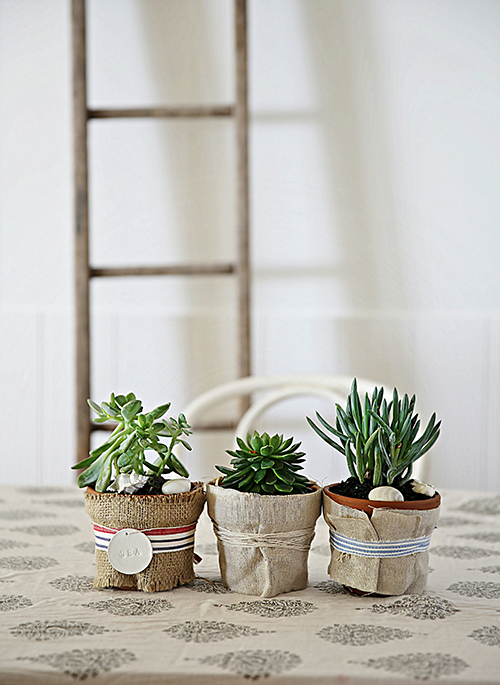 Succulents and cacti for interiors by VKV Visuals