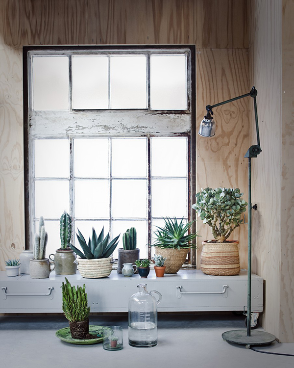 Windowsill filled with cacti and succulents - via VT Wonen