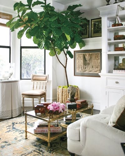 Interior by Grant K Gibson with a huge Fiddle Fig - via Stroke of Luxe