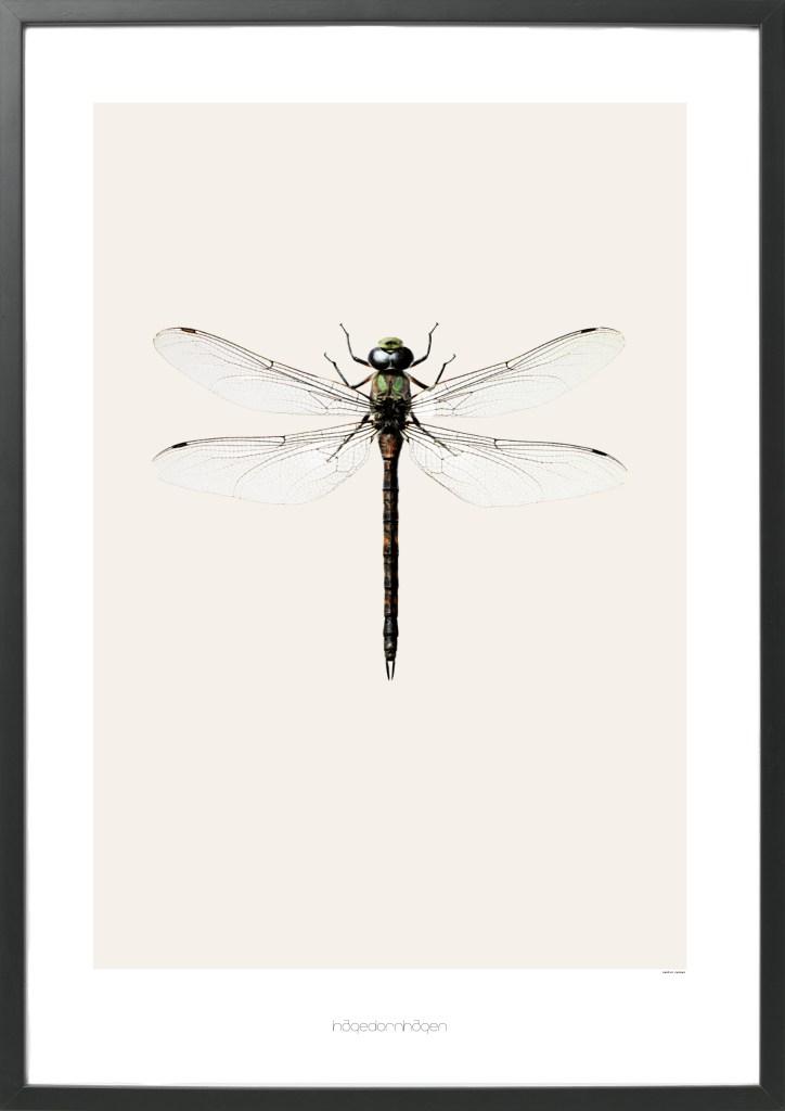 This artprint has the impossible name of Aeshna cyanea