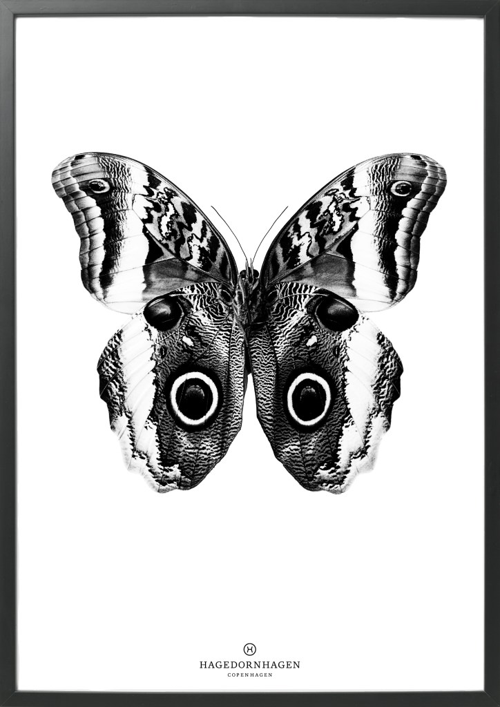 Beautiful Butterfly from the Black and White Collection