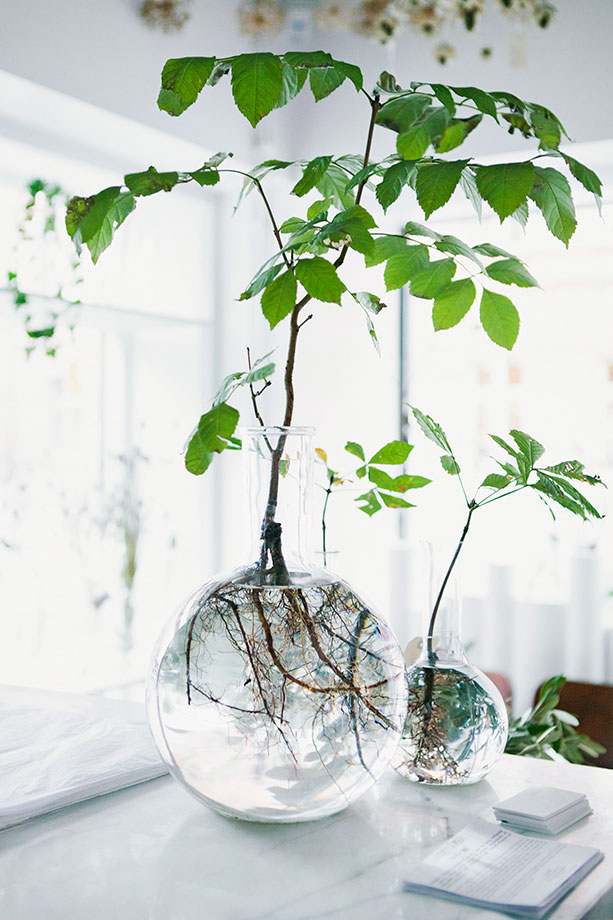 Green Plants and Flowers