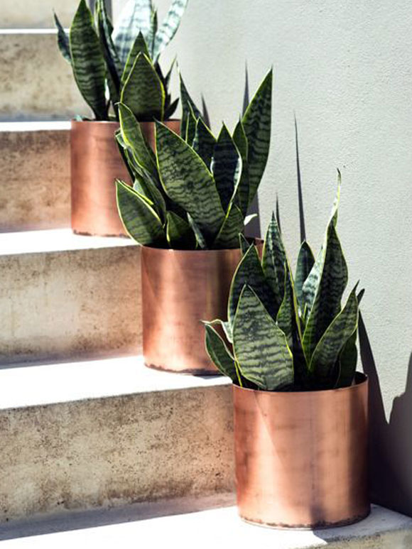 Seventies Sanseverias in red brass pots - via My Simply Special