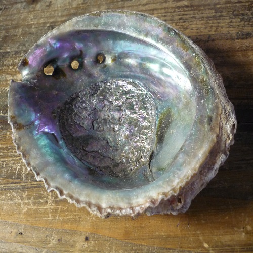 The beautiful, shimmering Abelone shell