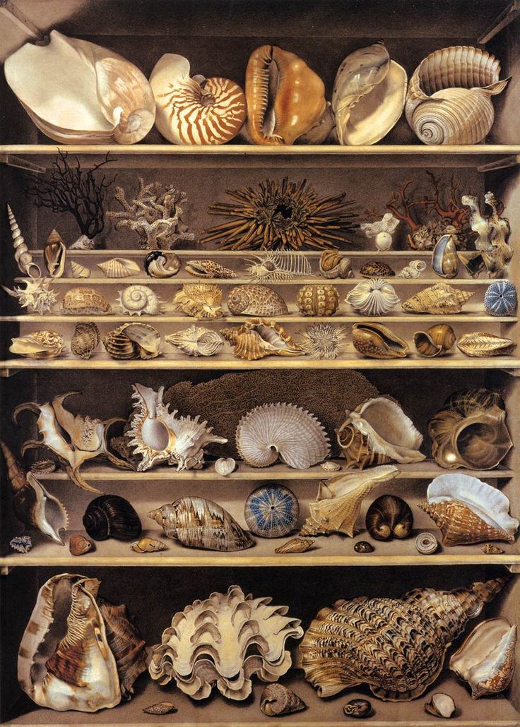 This shell collection is actually a painting by Isidore Leroy de Barde, created in 1803 - via The Appendix